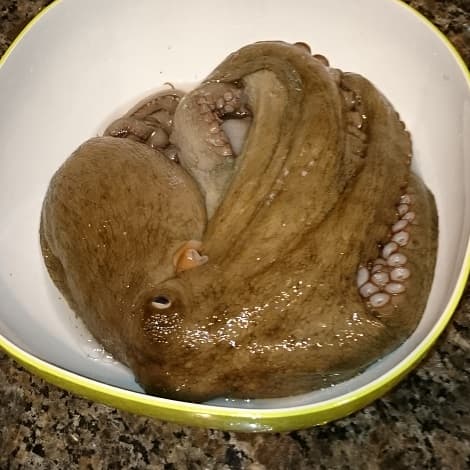タコの部位